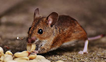24 Hour & Emergency Exterminators in Powells Point, NC